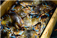 Palatka_05272023_bluecrab-18